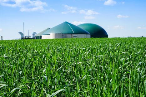 Foto: Biogasanlage umgeben von jungem Getriedebestand